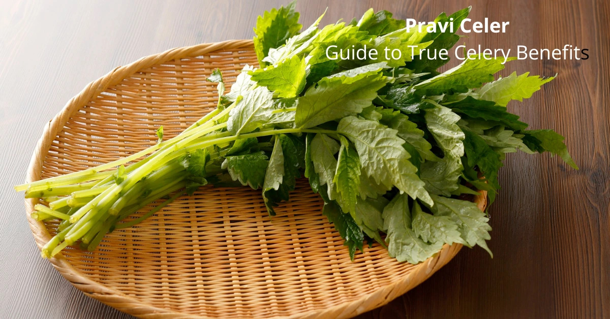 Pravi Celer: The Ultimate Guide to True Celery Benefits